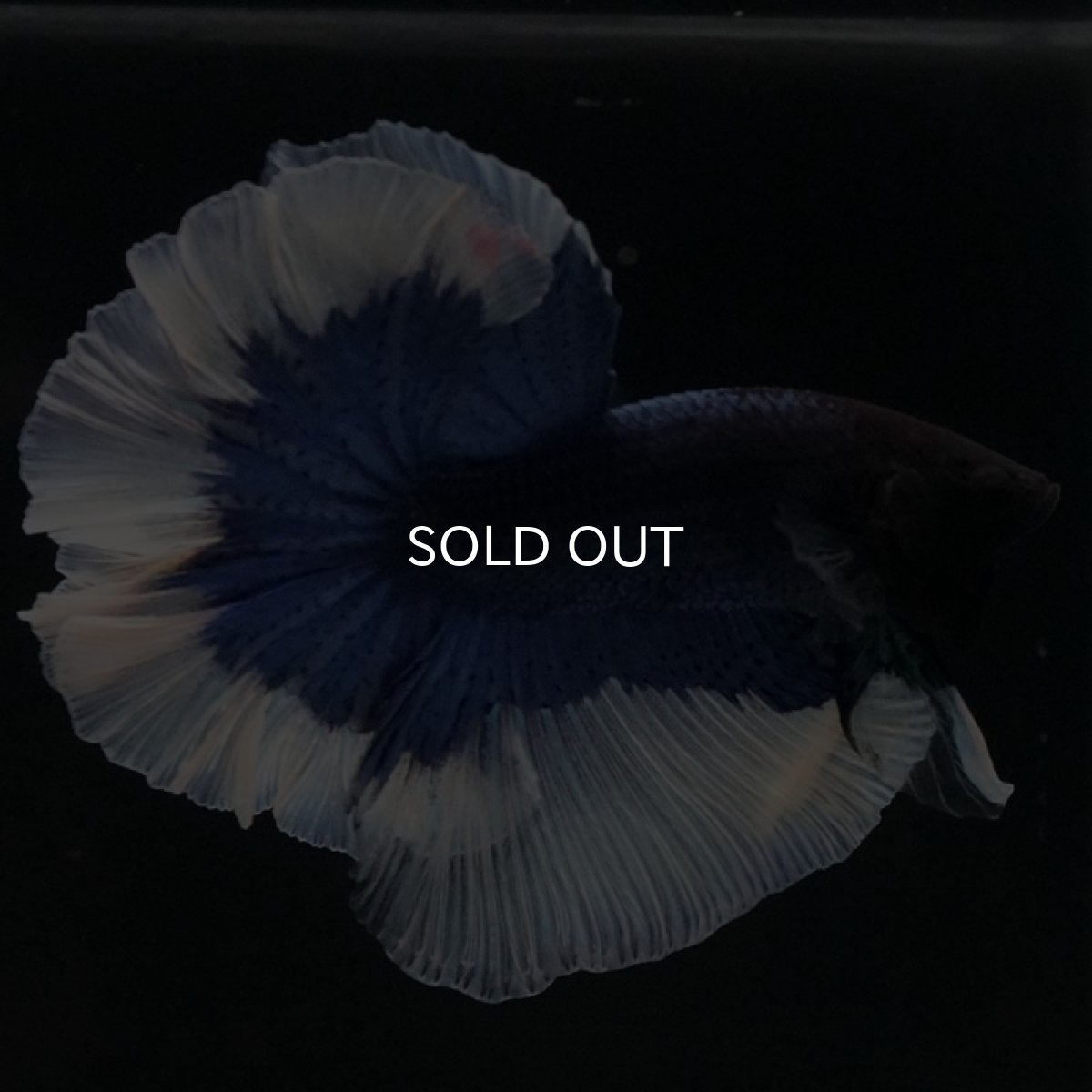 画像5: HM ブルーバタフライ ローズテール (5)