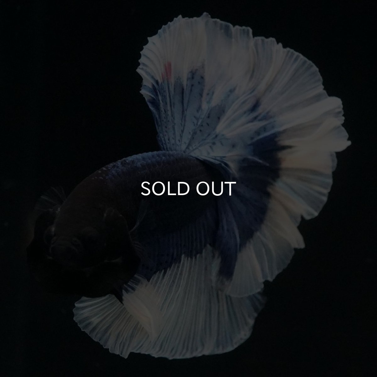 画像3: HM ブルーバタフライ ローズテール (3)