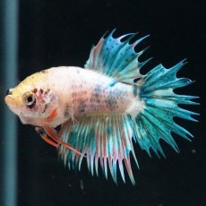 画像3: CT　キャンディ　メス (3)