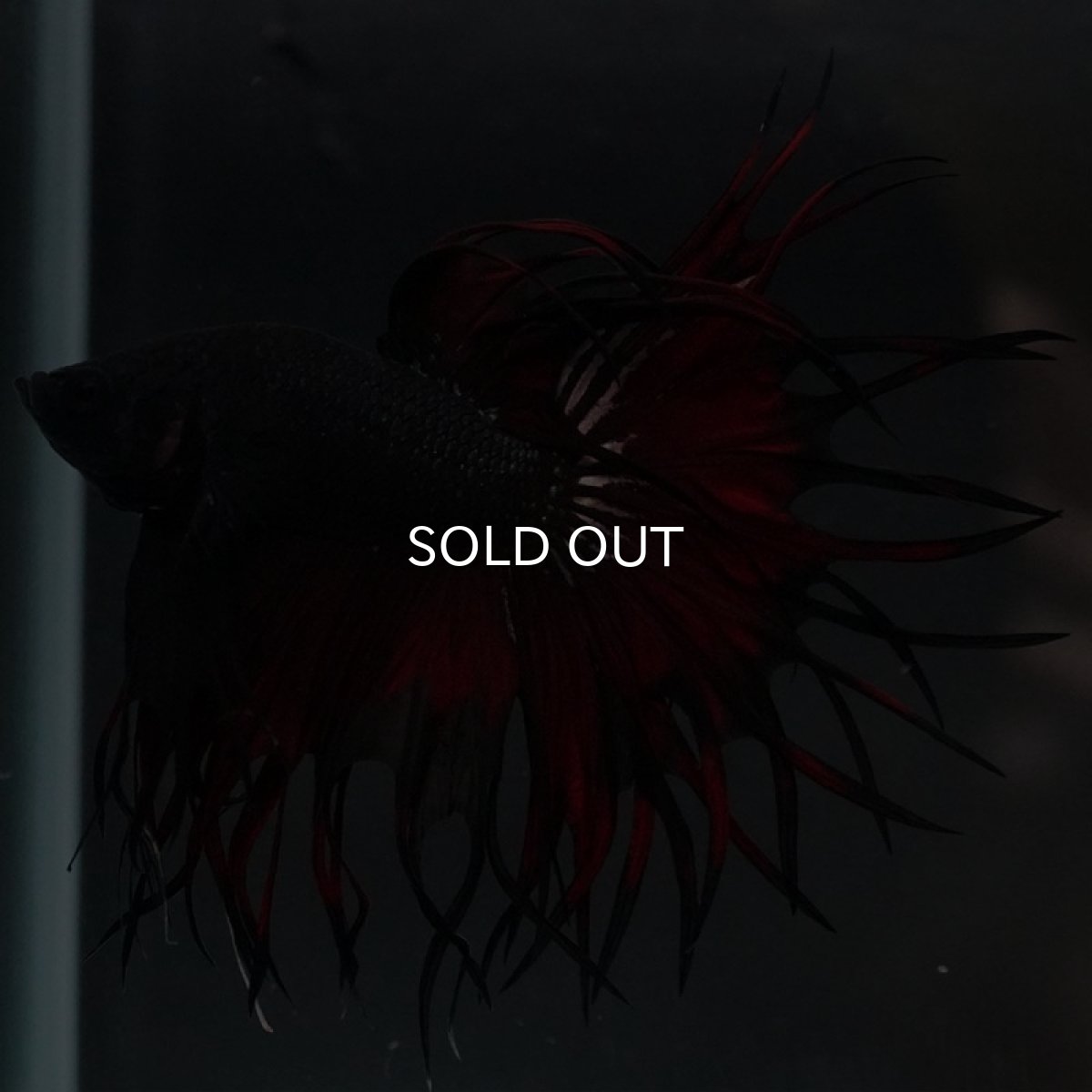 画像6: KCT ブラックカッパー 変わり柄 (6)