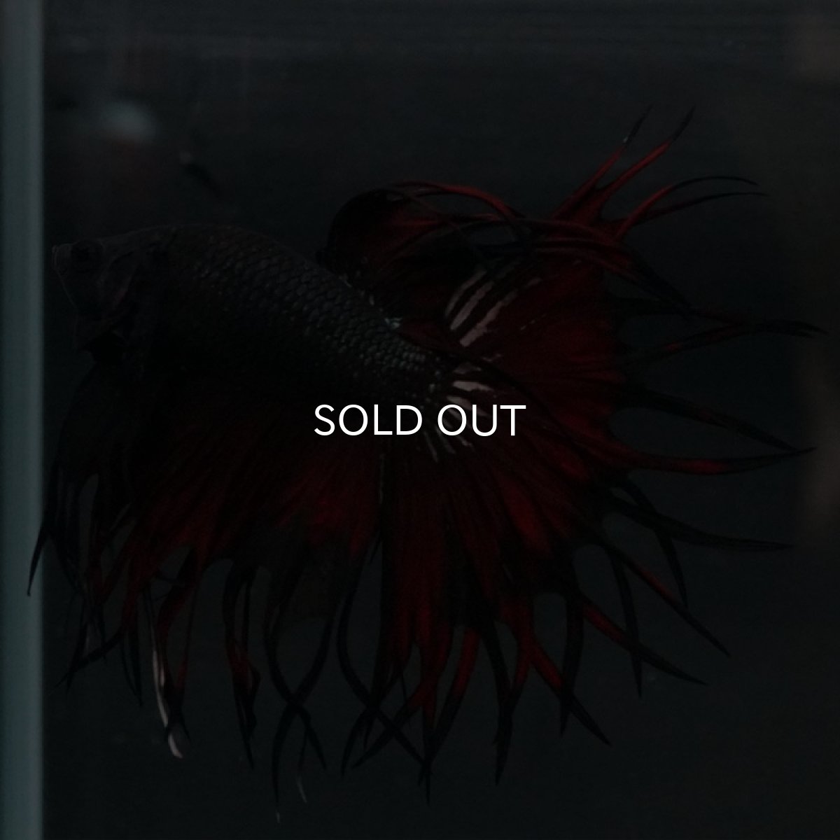 画像17: KCT ブラックカッパー 変わり柄 (17)