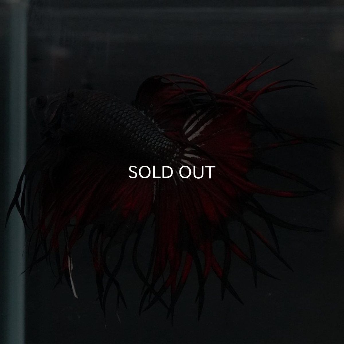 画像3: KCT ブラックカッパー 変わり柄 (3)