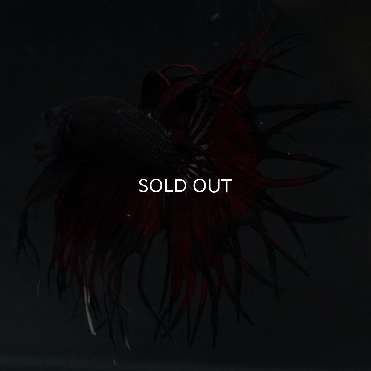 画像16: KCT ブラックカッパー 変わり柄 (16)