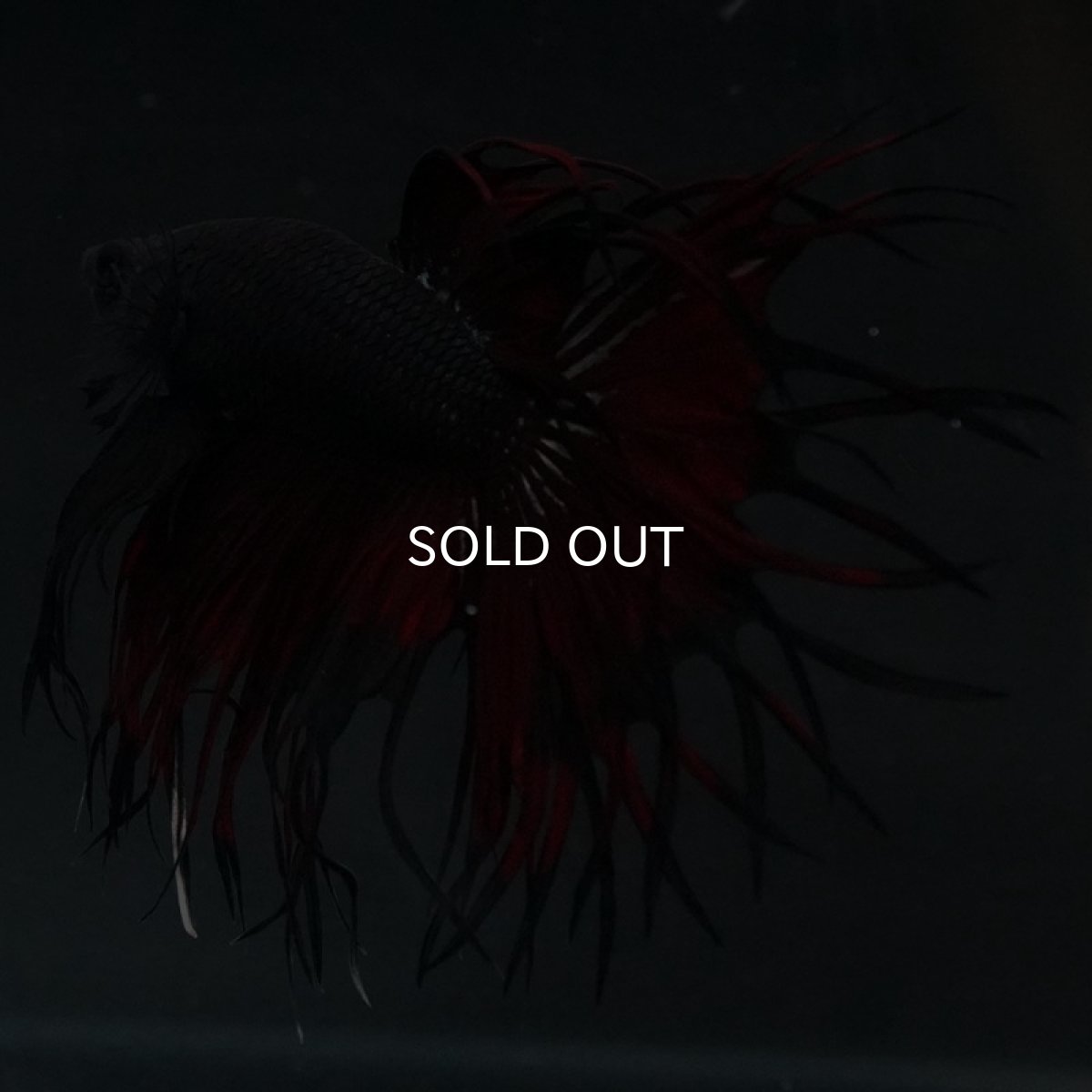 画像15: KCT ブラックカッパー 変わり柄 (15)