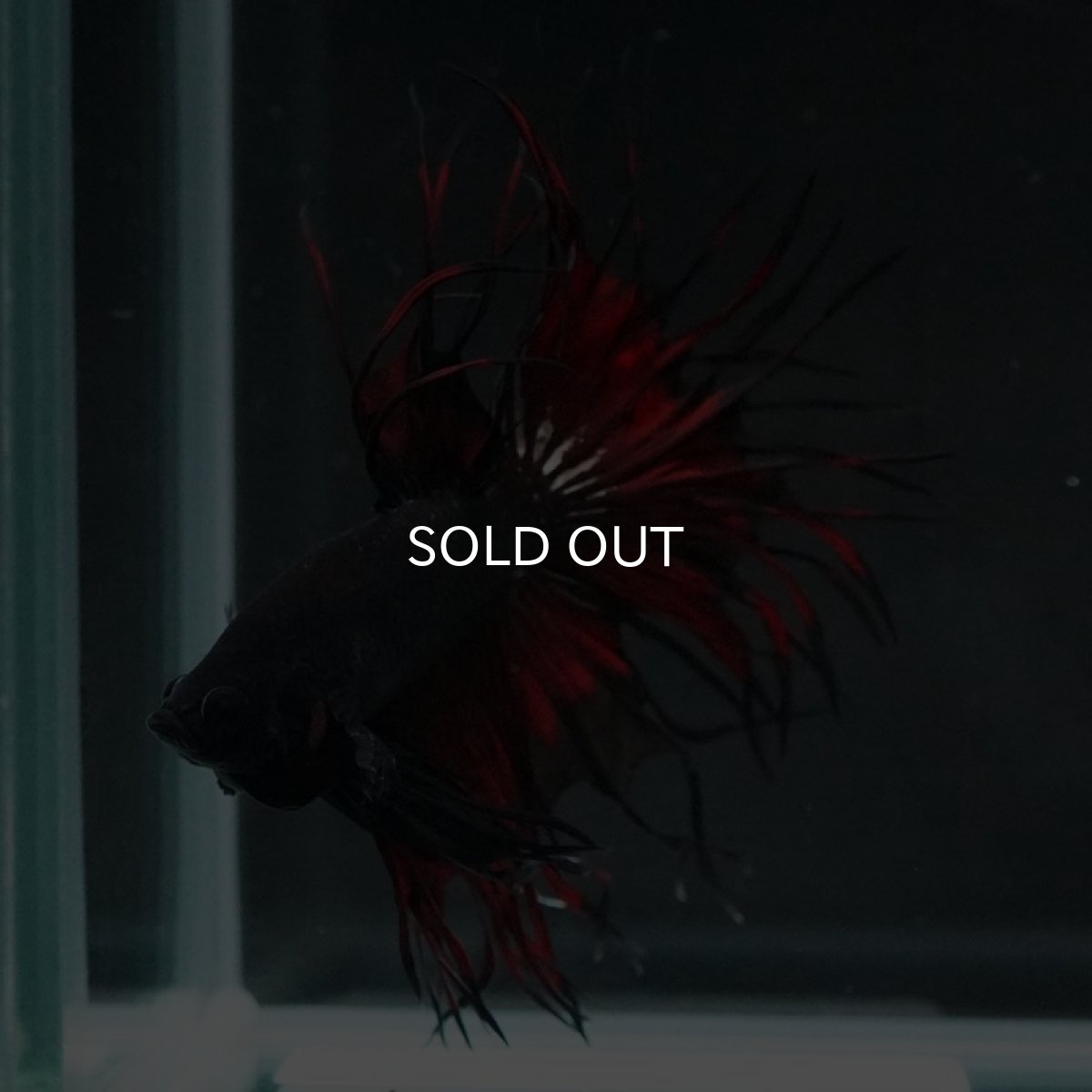 画像14: KCT ブラックカッパー 変わり柄 (14)