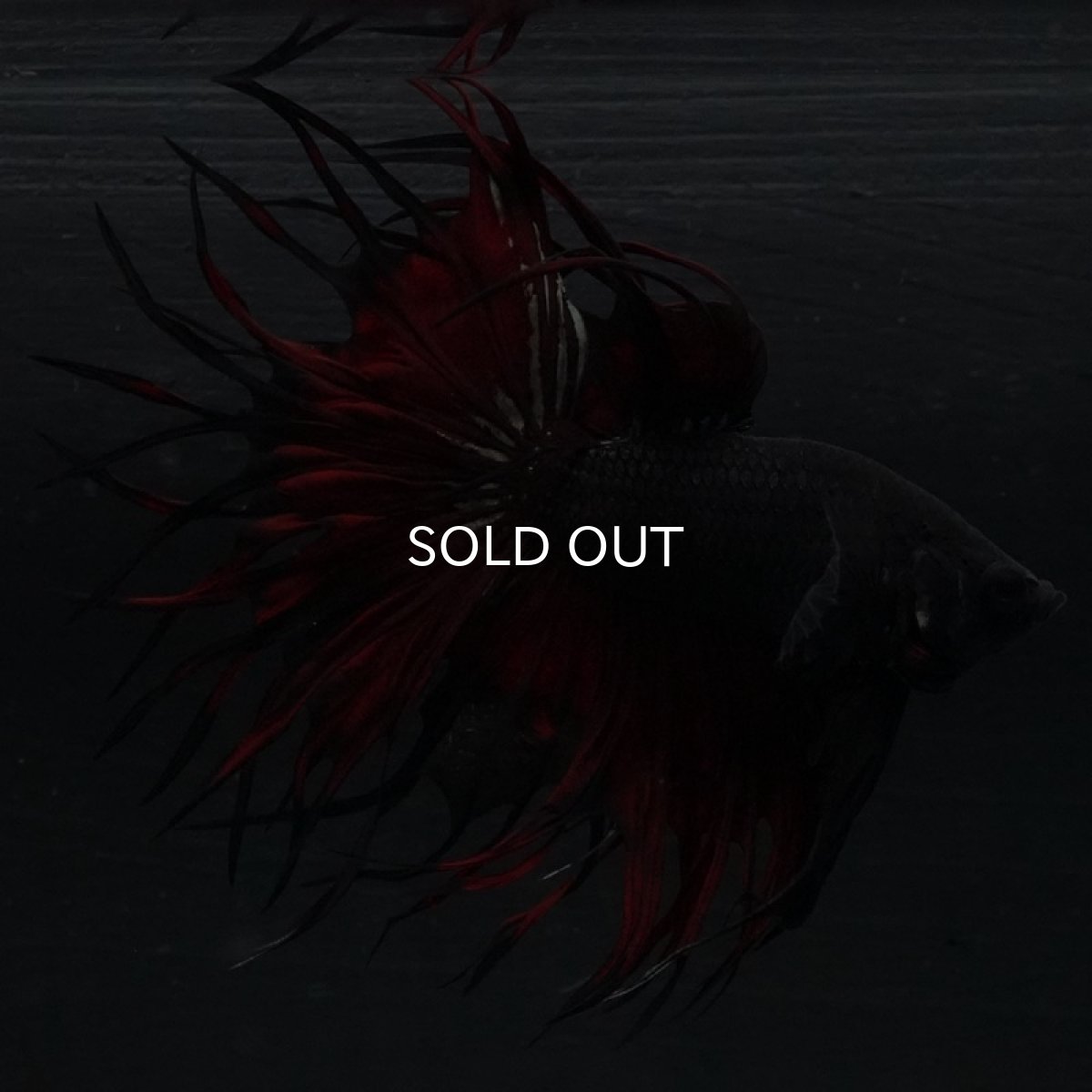 画像2: KCT ブラックカッパー 変わり柄 (2)