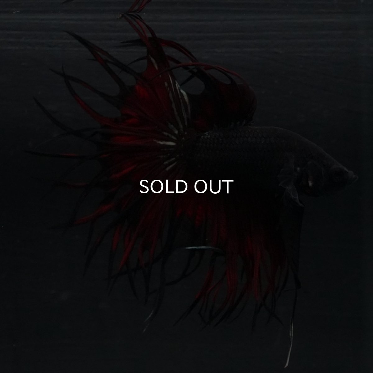 画像8: KCT ブラックカッパー 変わり柄 (8)