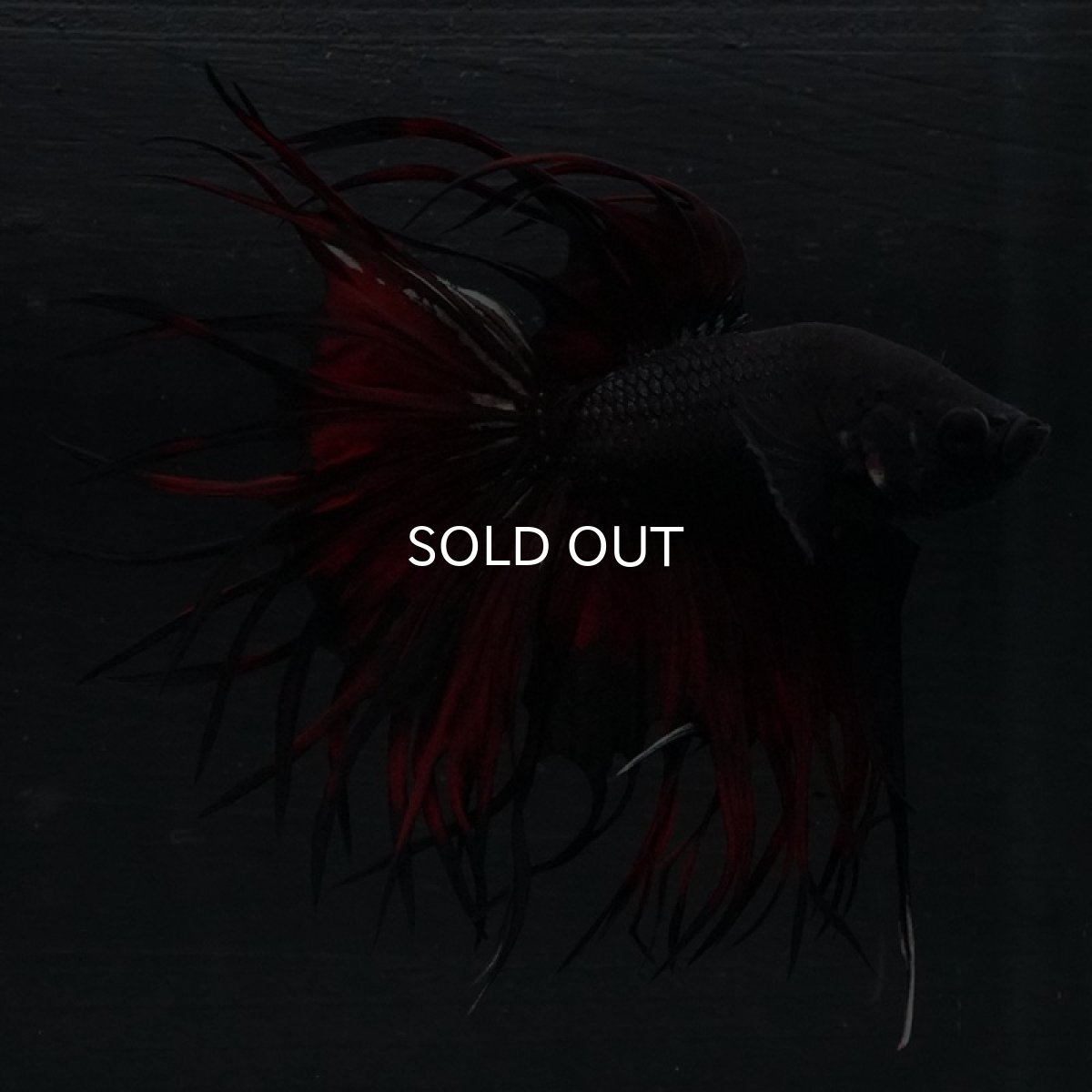 画像13: KCT ブラックカッパー 変わり柄 (13)