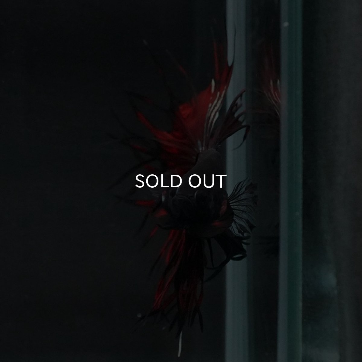 画像4: KCT ブラックカッパー 変わり柄 (4)