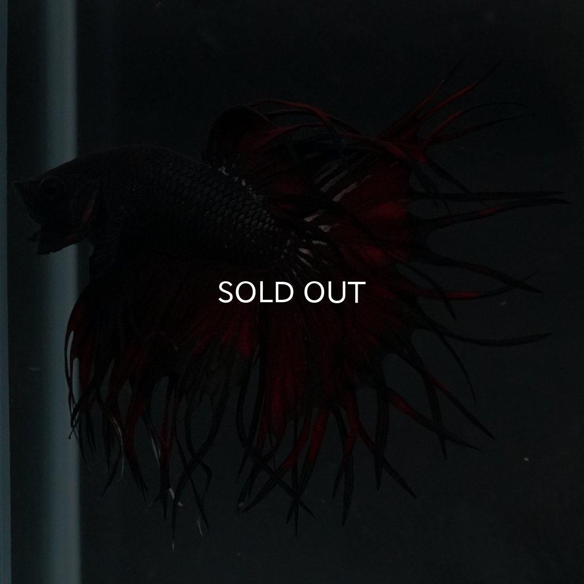 画像9: KCT ブラックカッパー 変わり柄 (9)