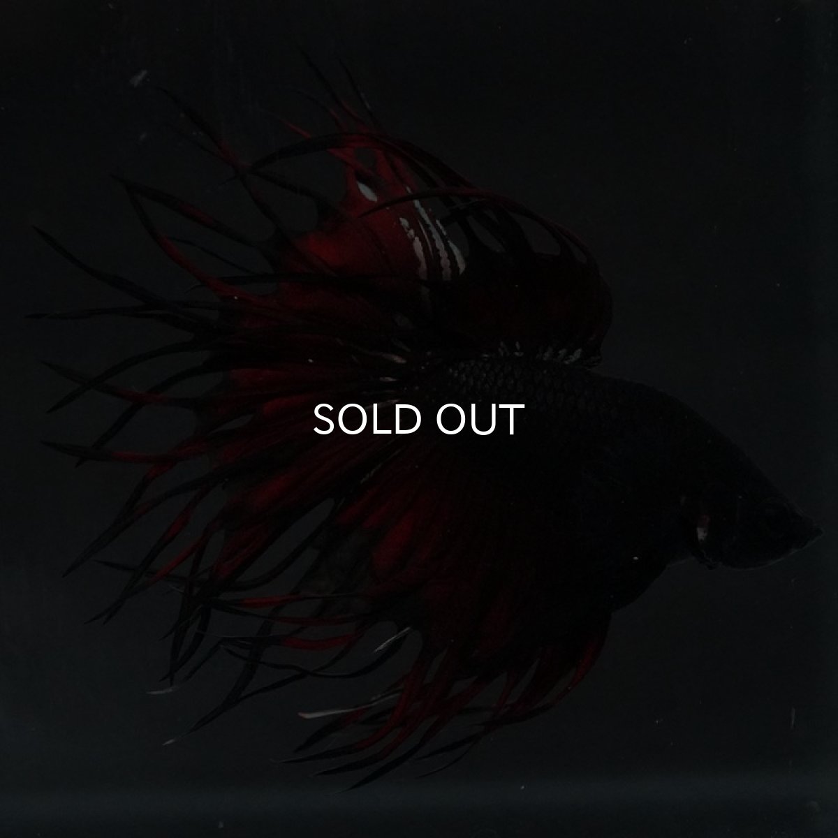 画像11: KCT ブラックカッパー 変わり柄 (11)