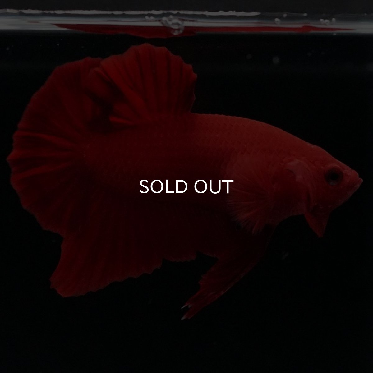 画像14: HMPK ソリッドレッド (14)