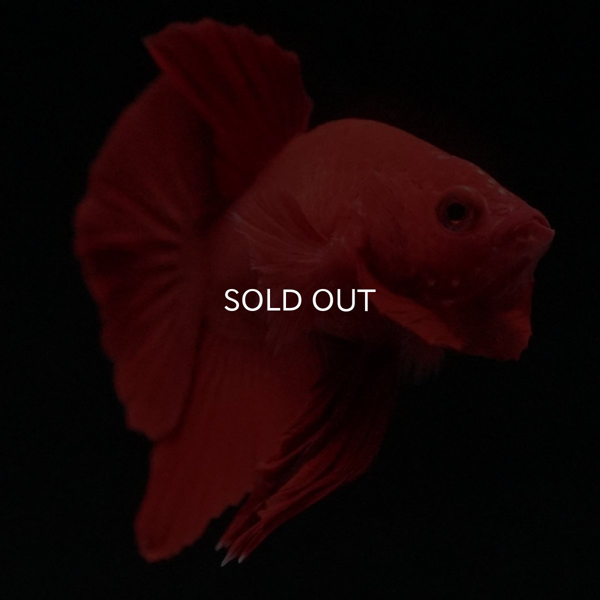 画像15: HMPK ソリッドレッド (15)