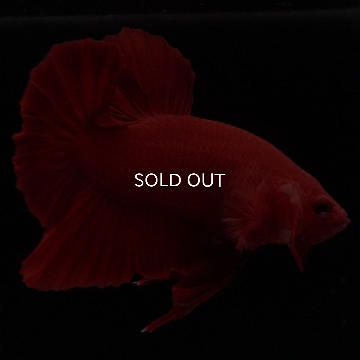 画像12: HMPK ソリッドレッド (12)