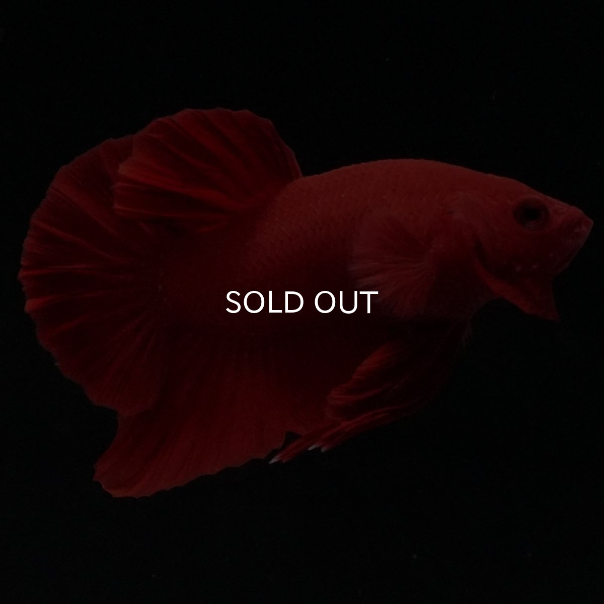 画像10: HMPK ソリッドレッド (10)