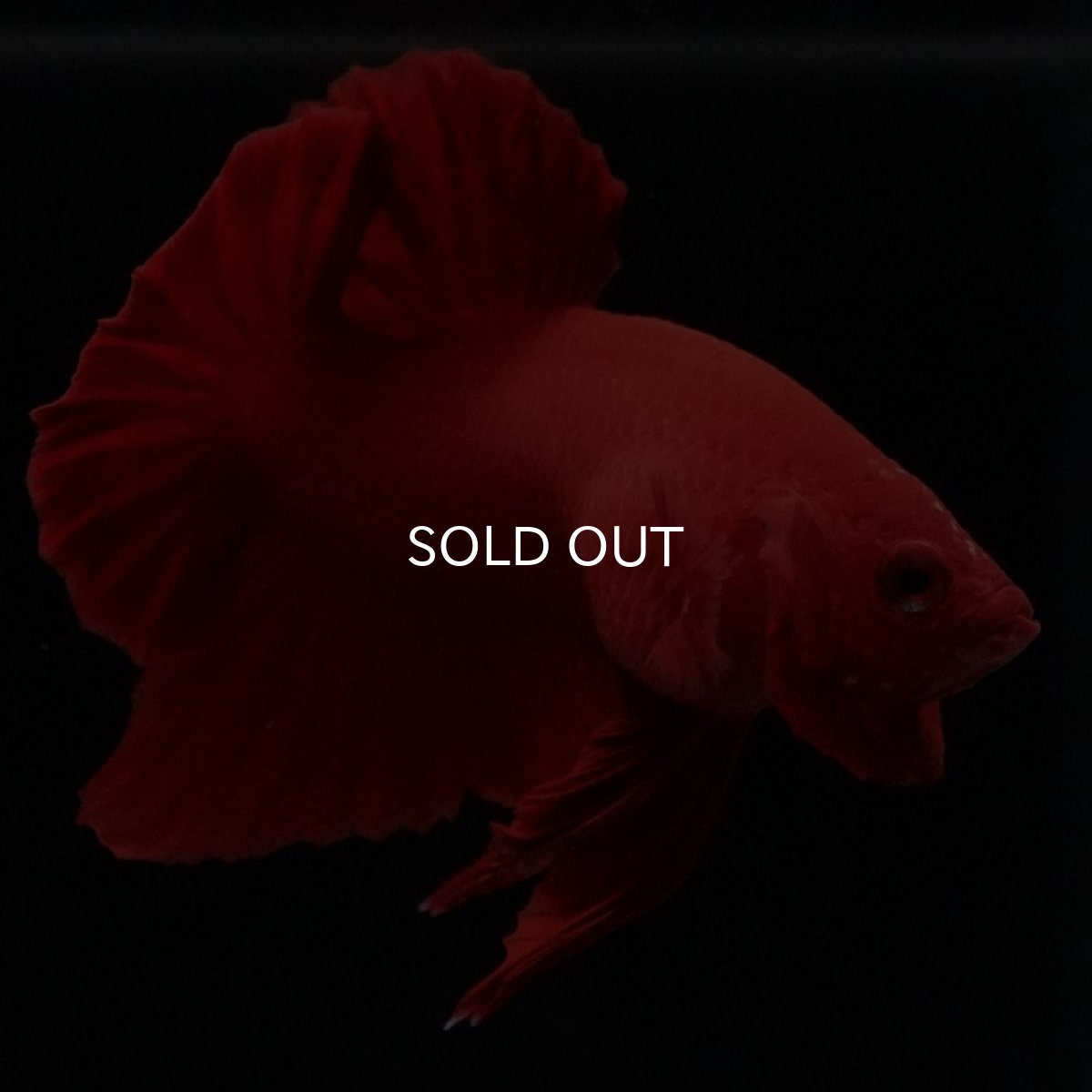 画像6: HMPK ソリッドレッド (6)