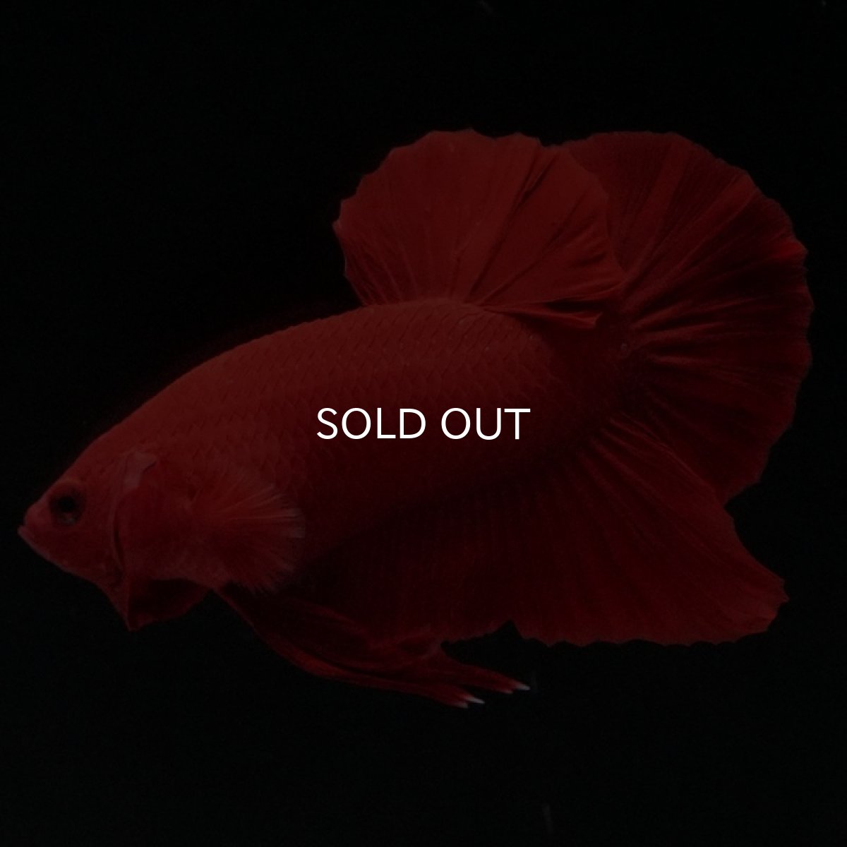 画像13: HMPK ソリッドレッド (13)