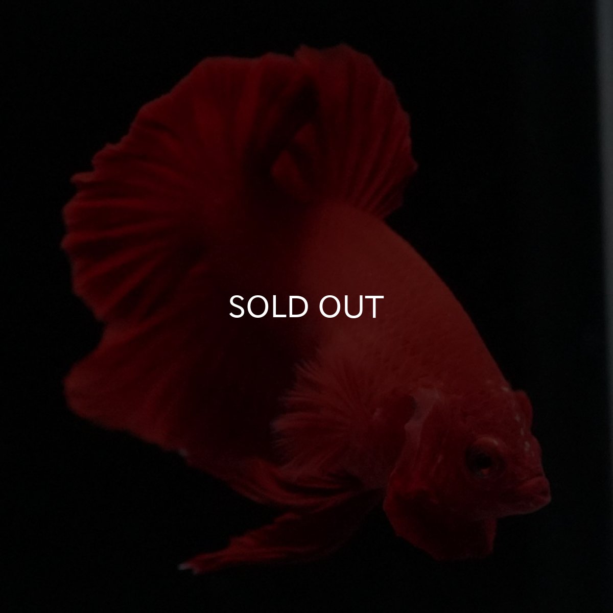 画像4: HMPK ソリッドレッド (4)