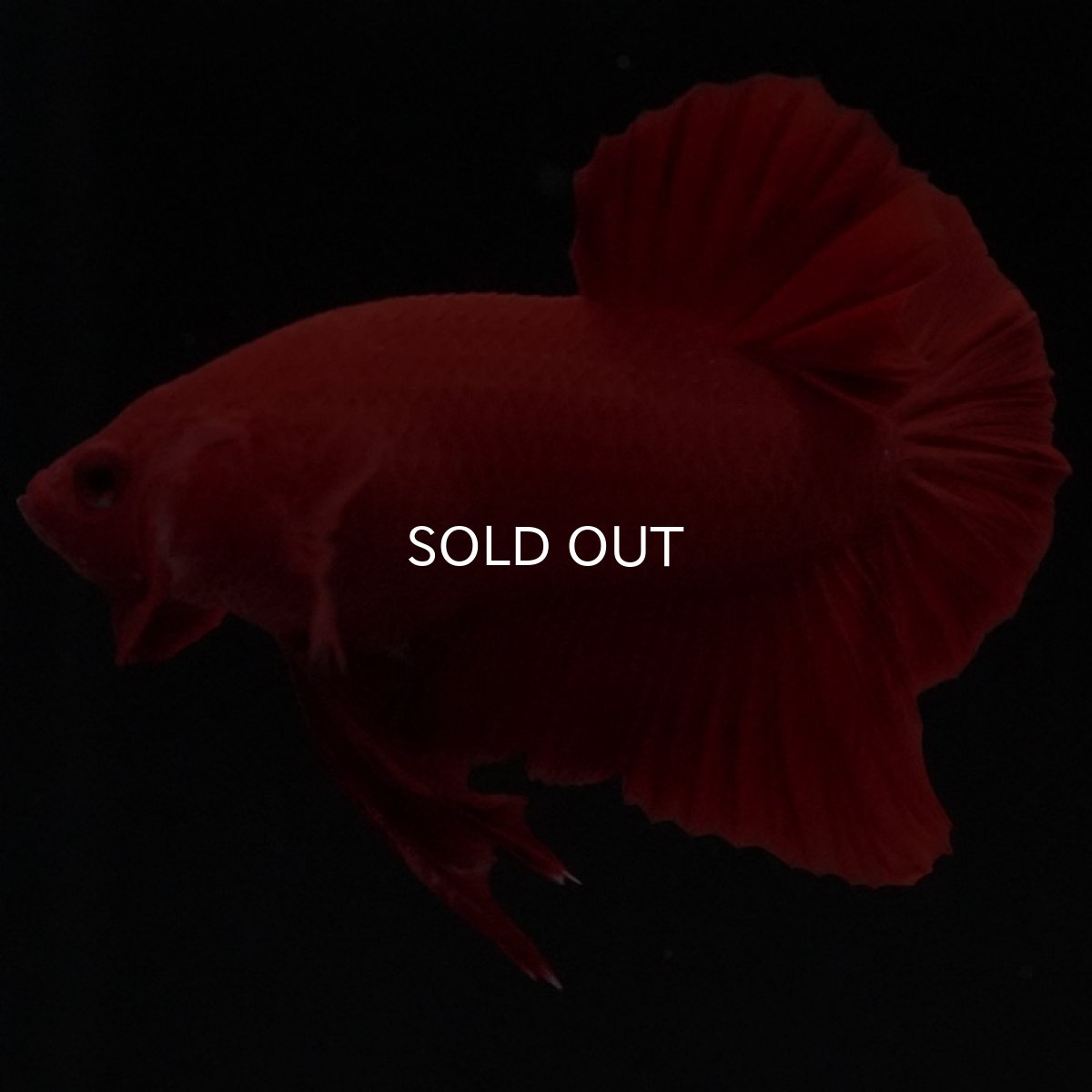 画像11: HMPK ソリッドレッド (11)