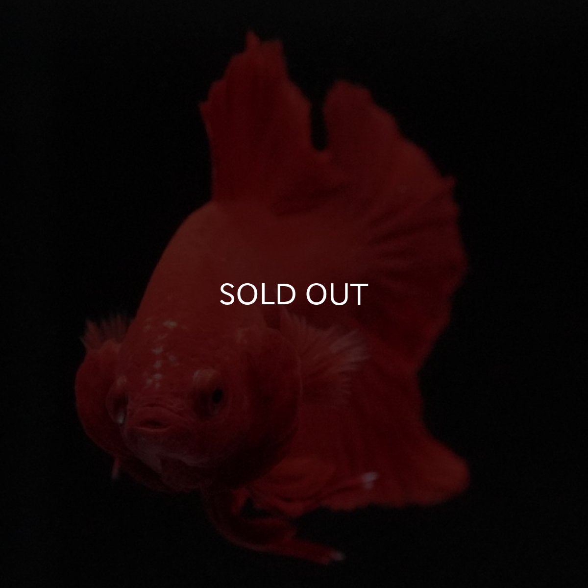 画像3: HMPK ソリッドレッド (3)