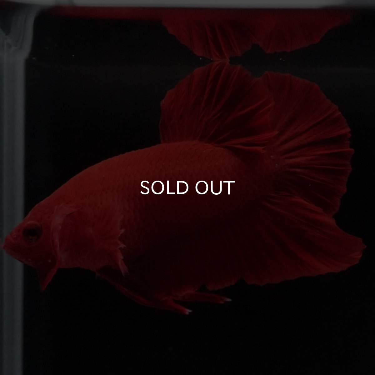 画像9: HMPK ソリッドレッド (9)