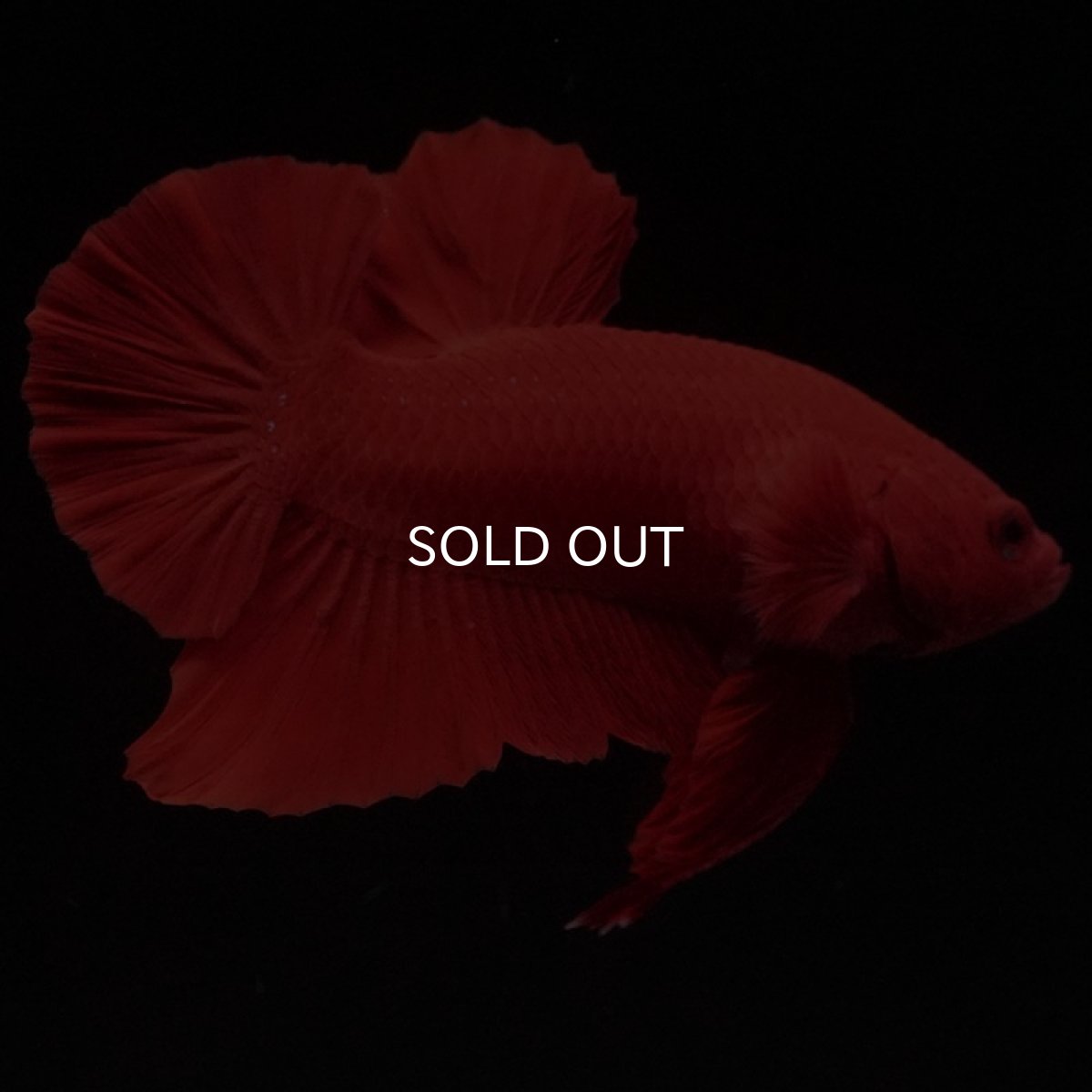 画像8: HMPK ソリッドレッド (8)