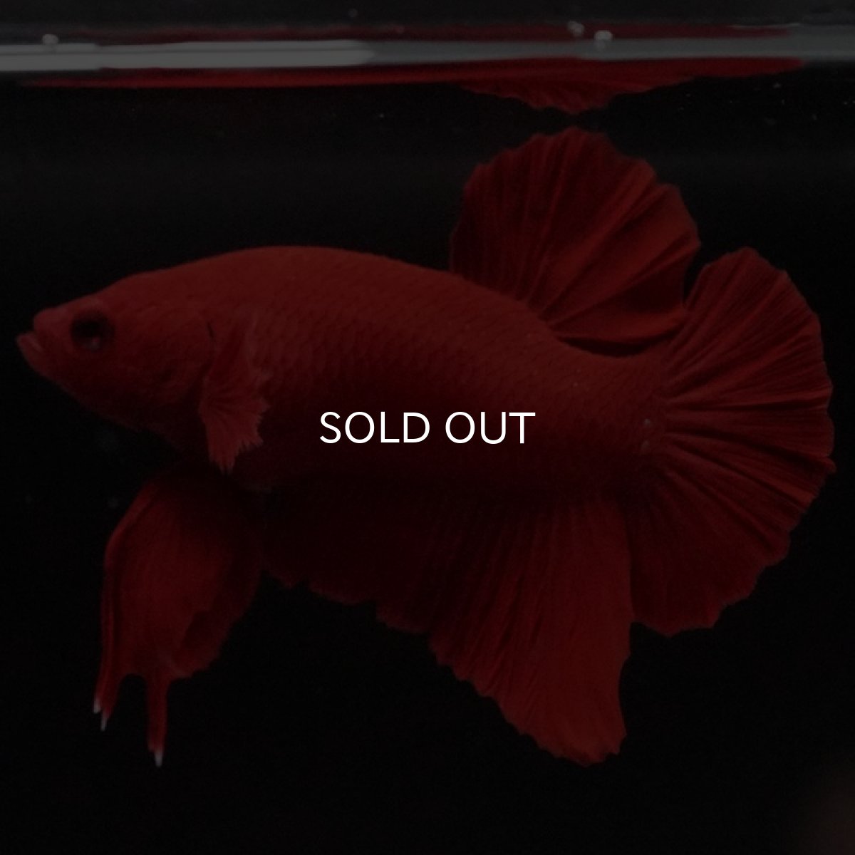 画像7: HMPK ソリッドレッド (7)