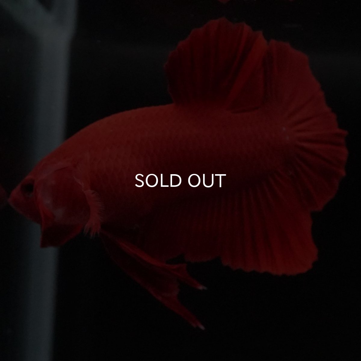 画像5: HMPK ソリッドレッド (5)