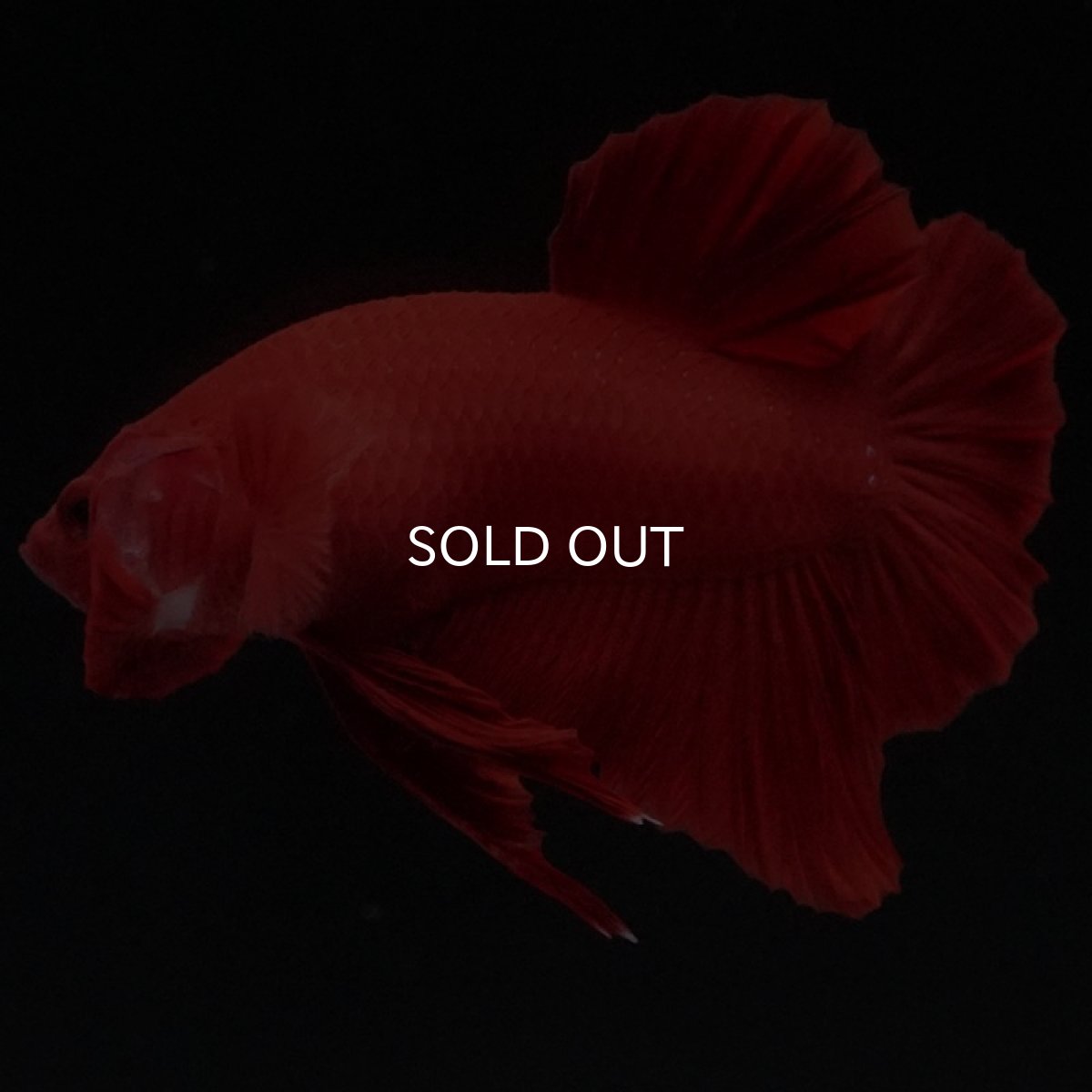 画像2: HMPK ソリッドレッド (2)