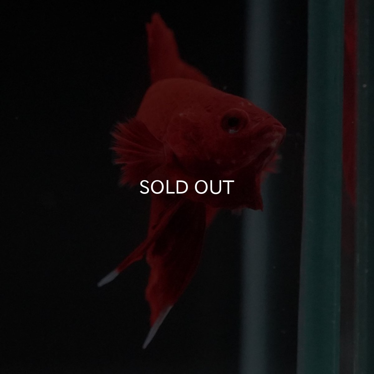 画像9: HMPK　ソリッドレッド (9)