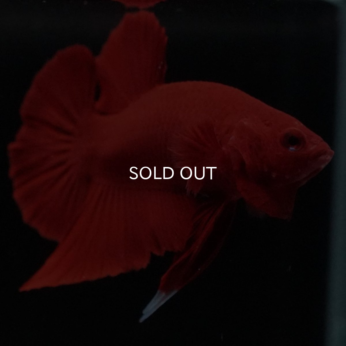 画像8: HMPK　ソリッドレッド (8)