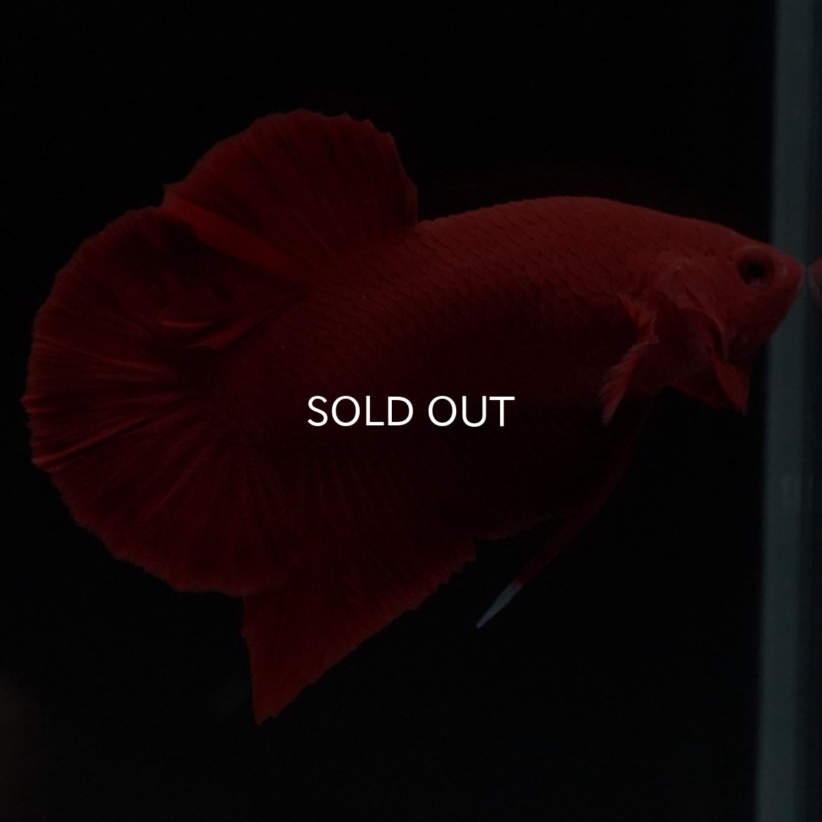 画像7: HMPK　ソリッドレッド (7)