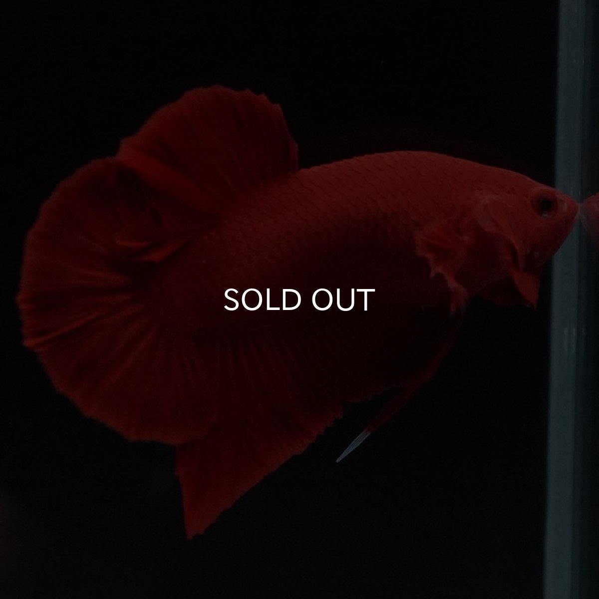 画像6: HMPK　ソリッドレッド (6)