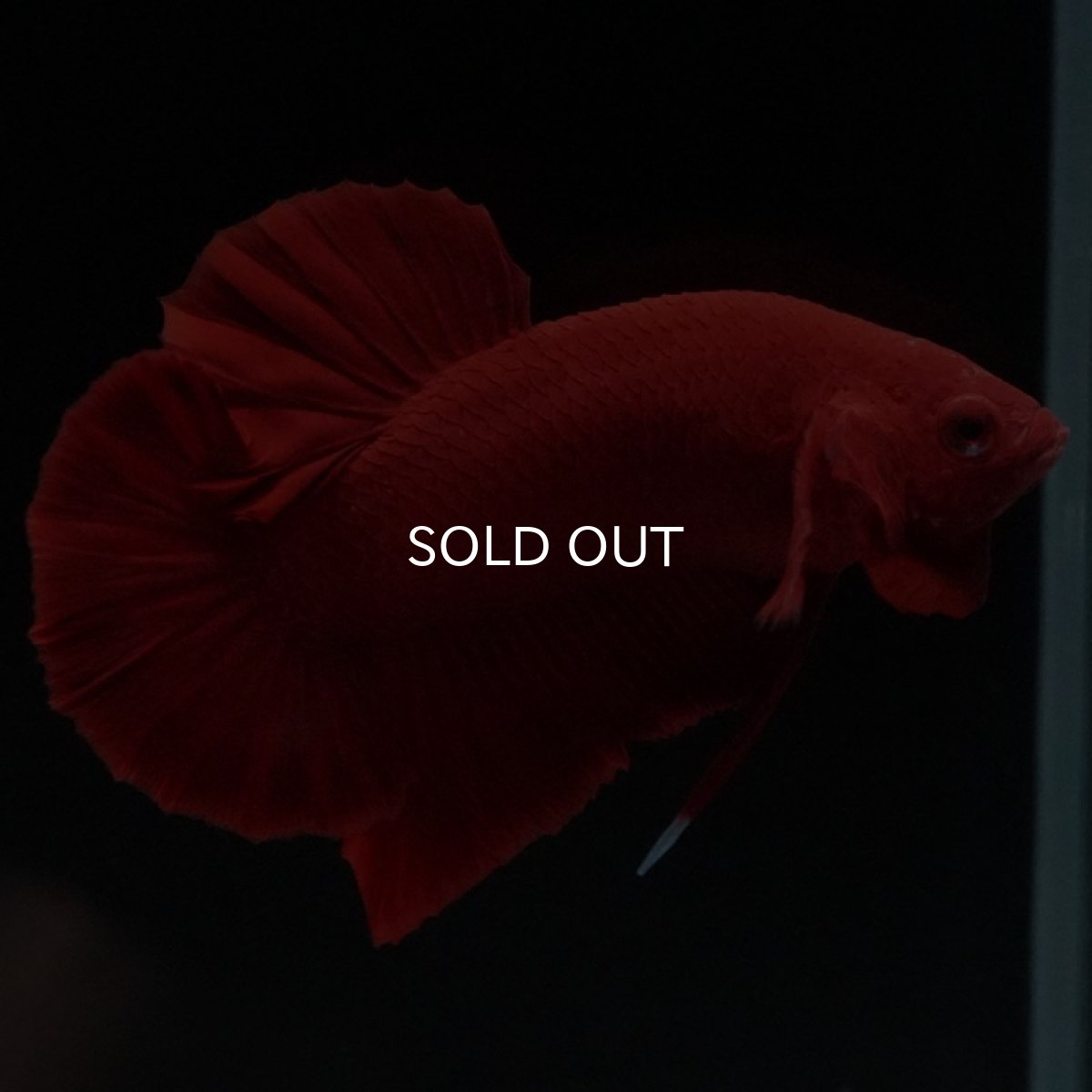 画像2: HMPK　ソリッドレッド (2)