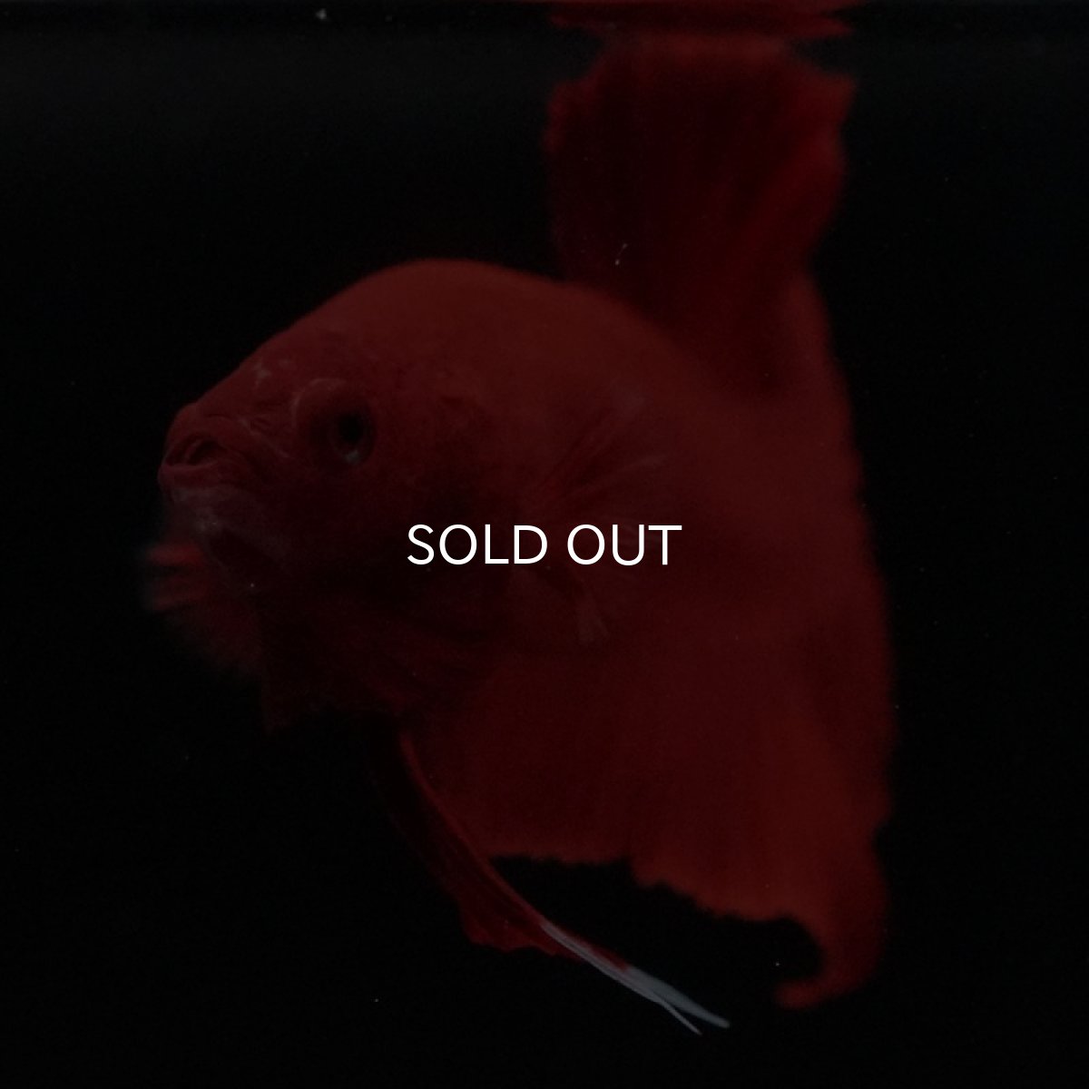 画像4: HMPK　ソリッドレッド (4)