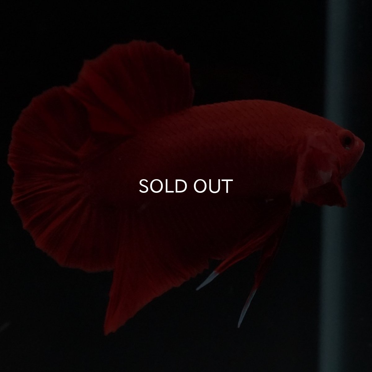 画像10: HMPK　ソリッドレッド (10)