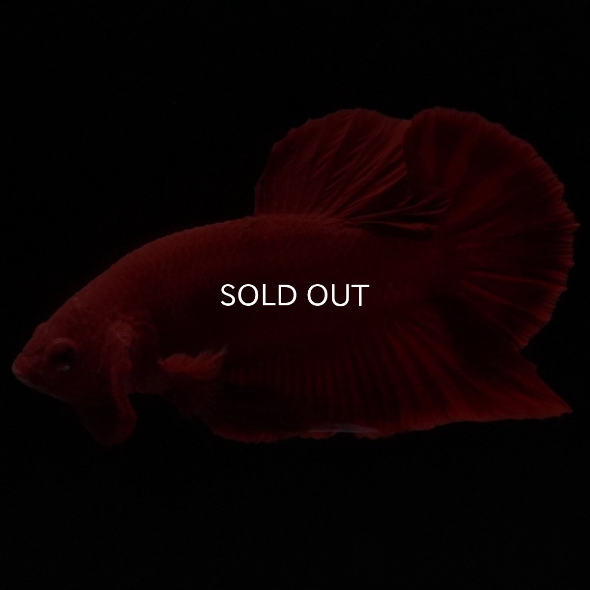 画像3: HMPK　ソリッドレッド (3)