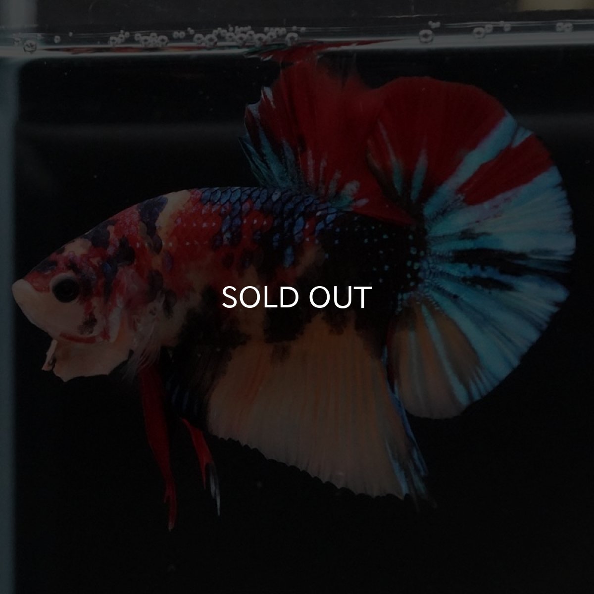 画像9: HMPK キャンディ (9)