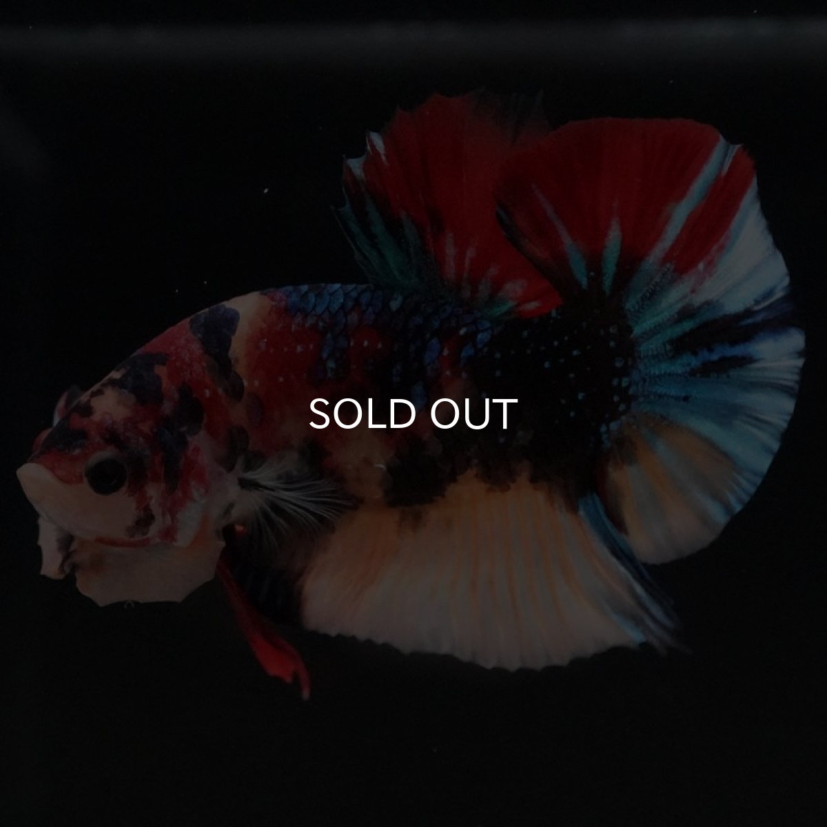 画像8: HMPK キャンディ (8)