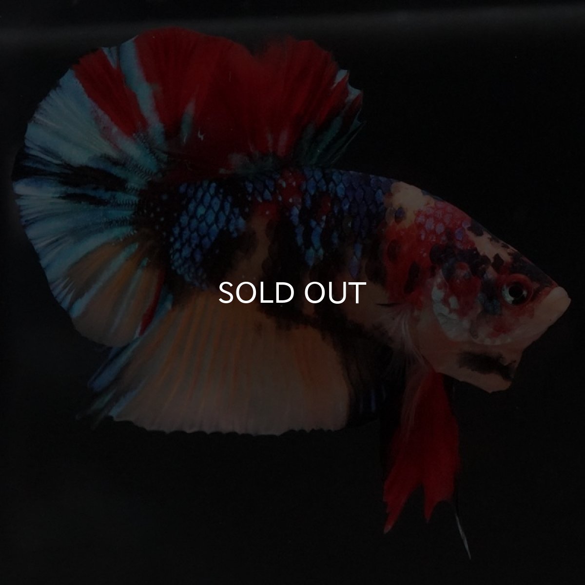 画像2: HMPK キャンディ (2)