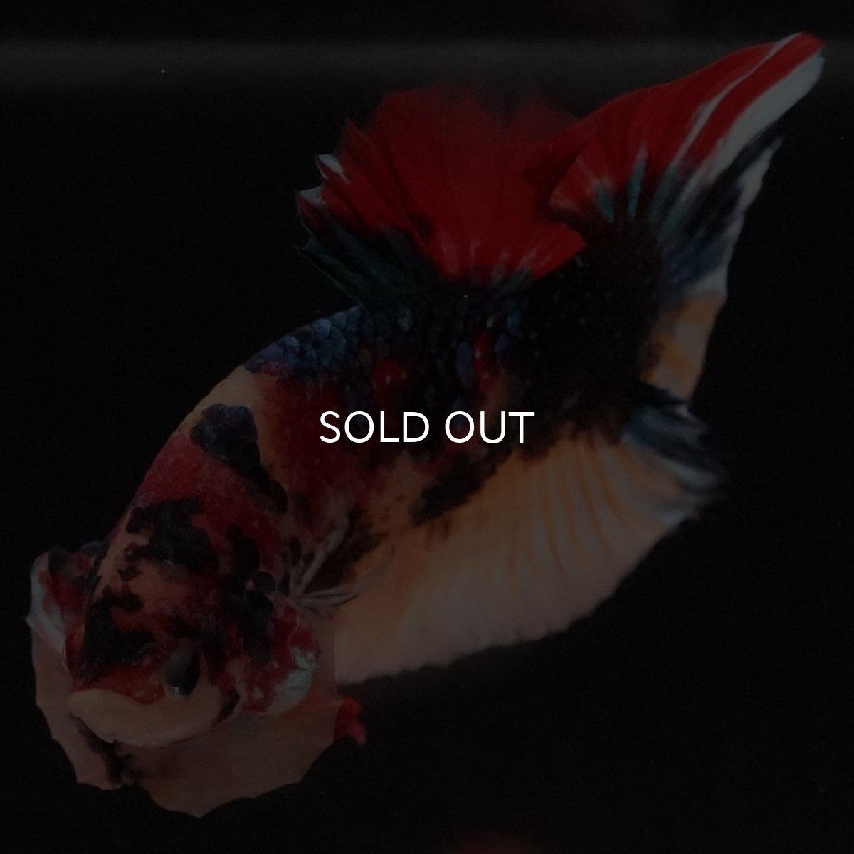 画像7: HMPK キャンディ (7)