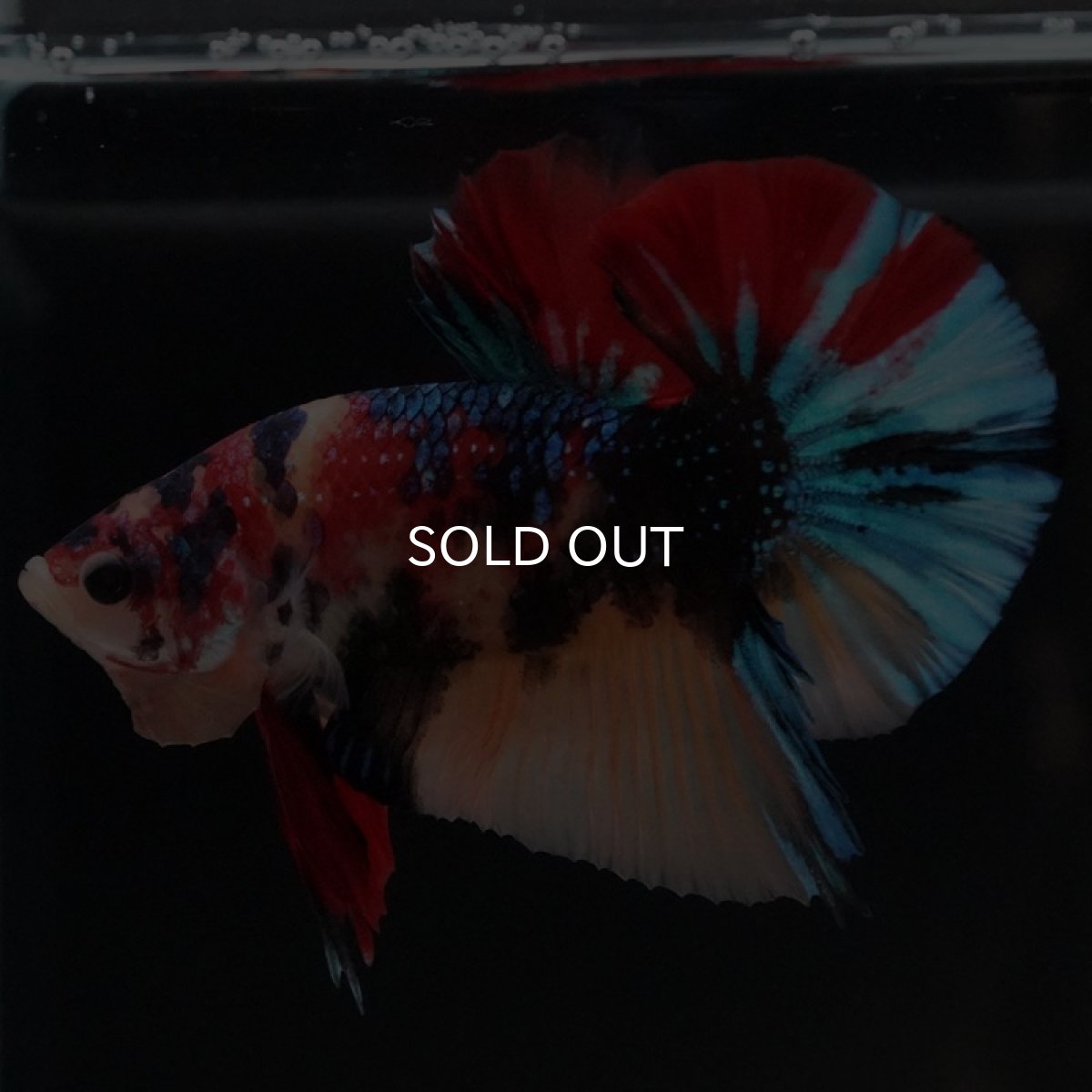 画像5: HMPK キャンディ (5)