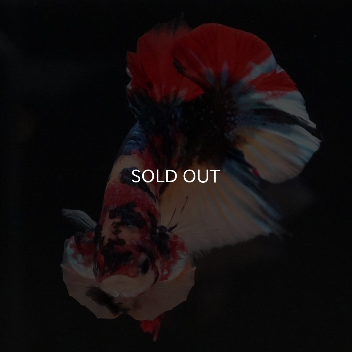 画像6: HMPK キャンディ (6)