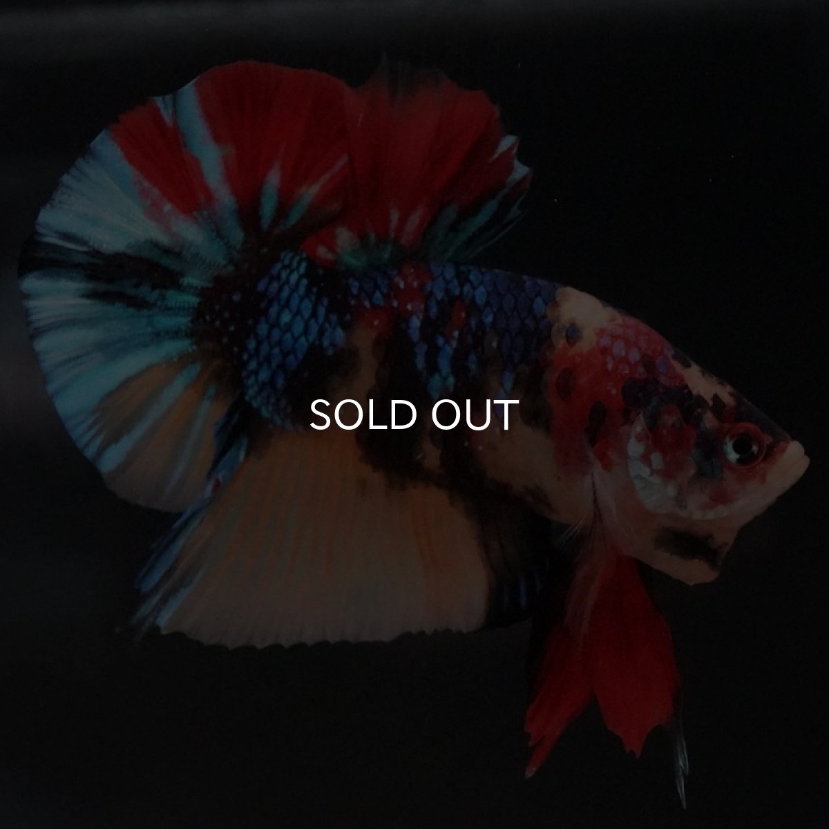 画像4: HMPK キャンディ (4)