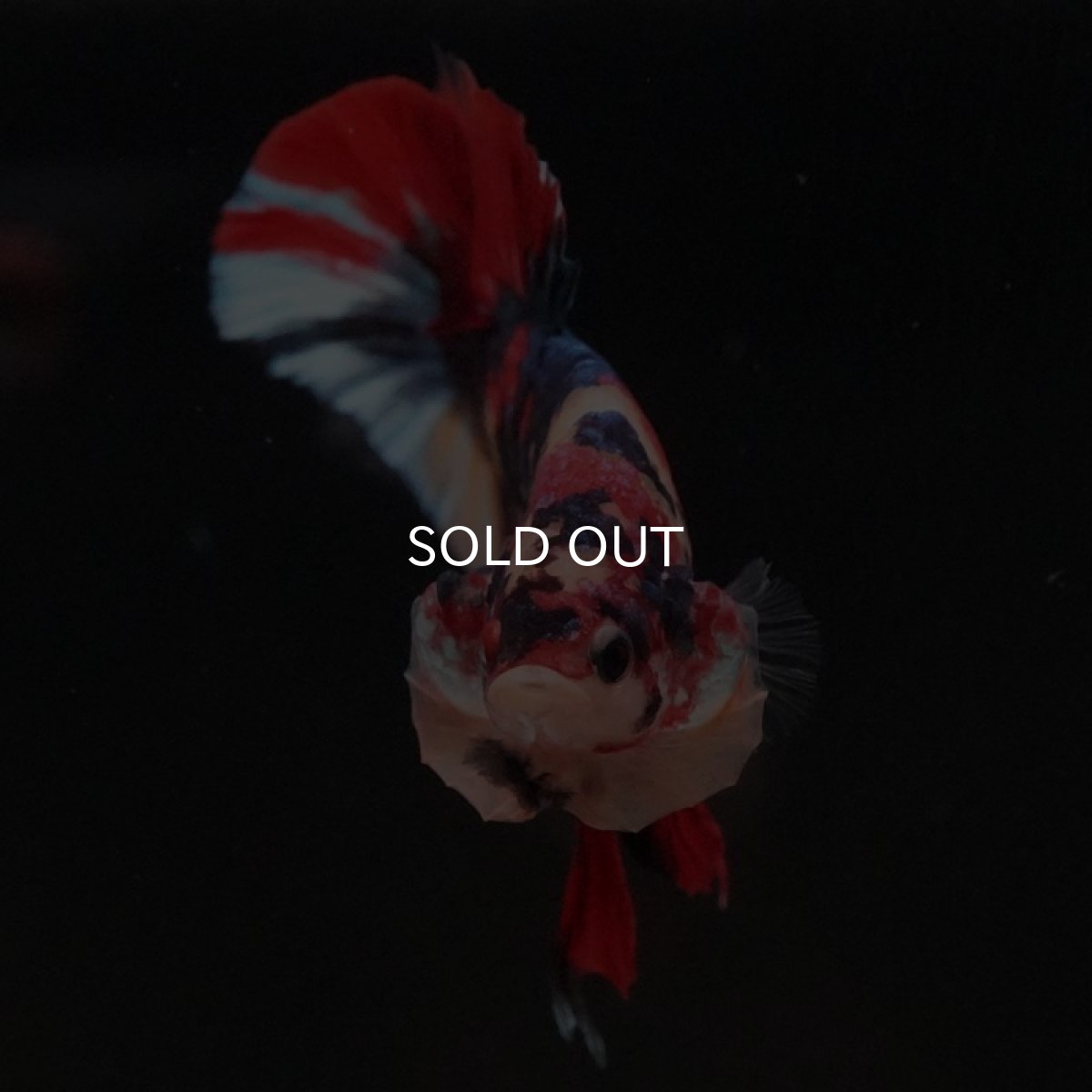 画像3: HMPK キャンディ (3)