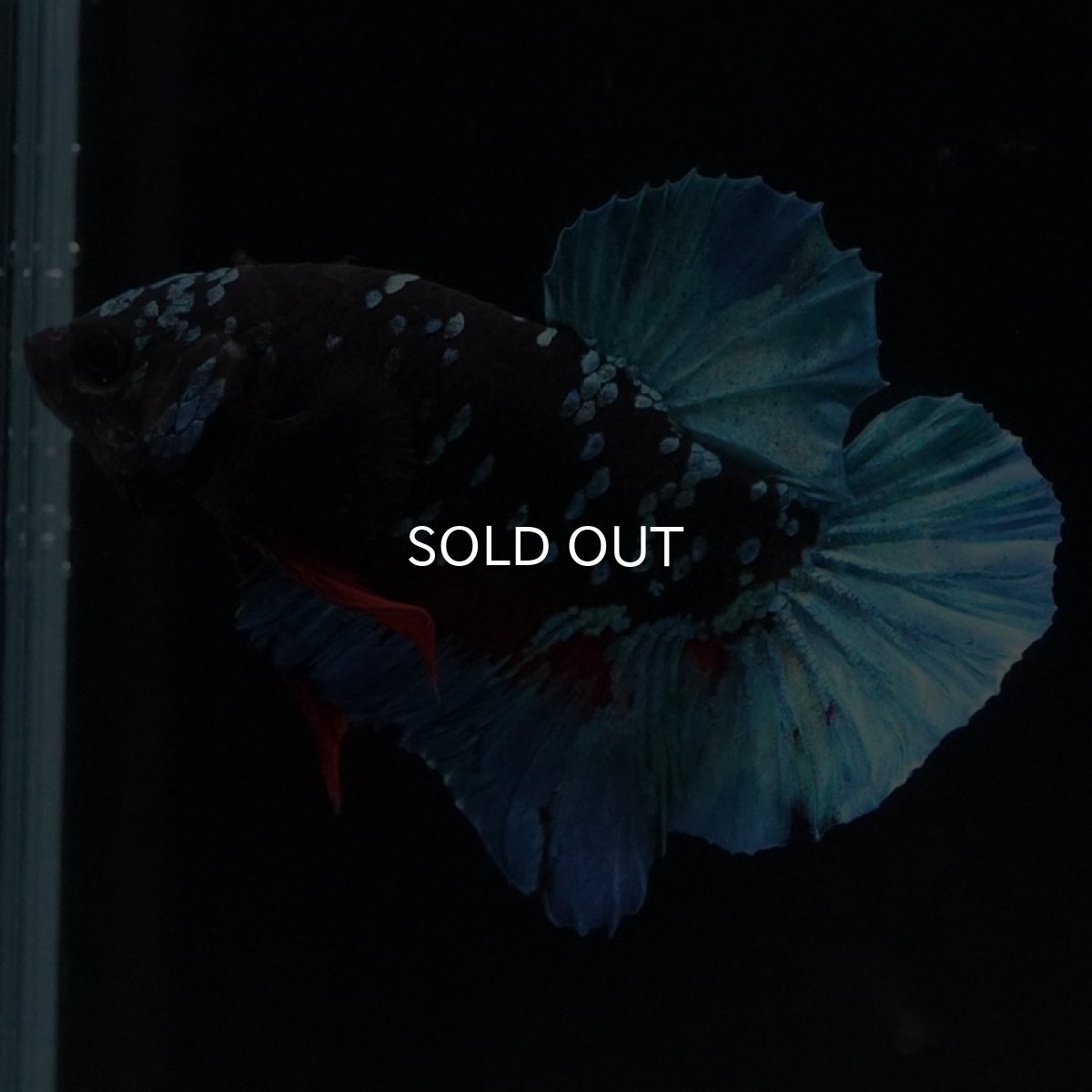 画像5: HMPK　ブラックスター (5)