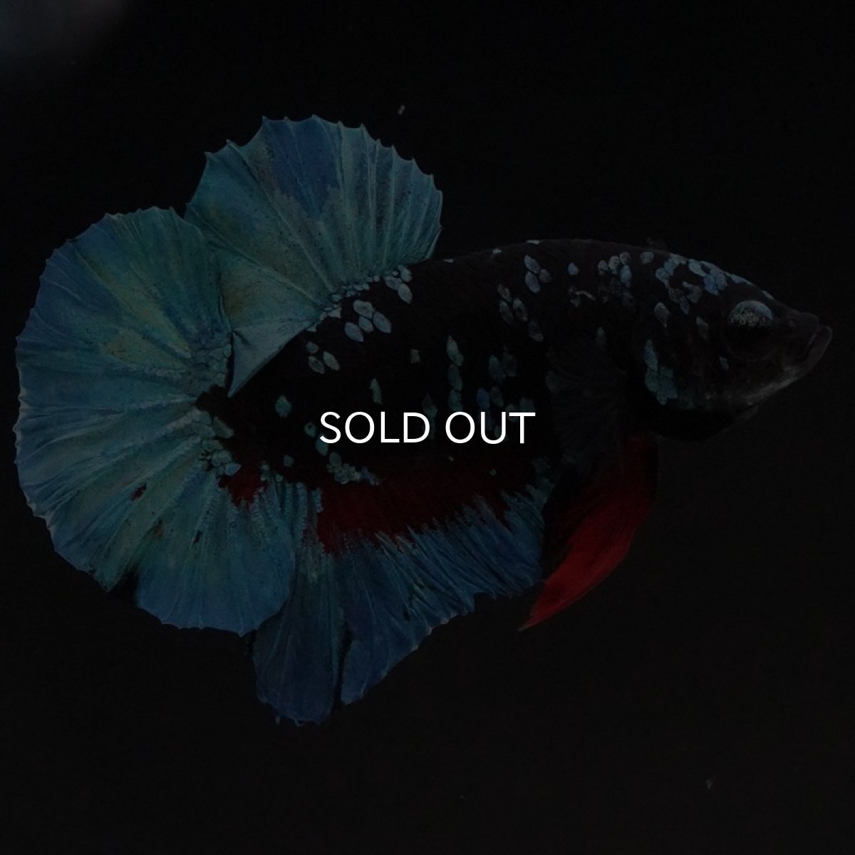 画像7: HMPK　ブラックスター (7)