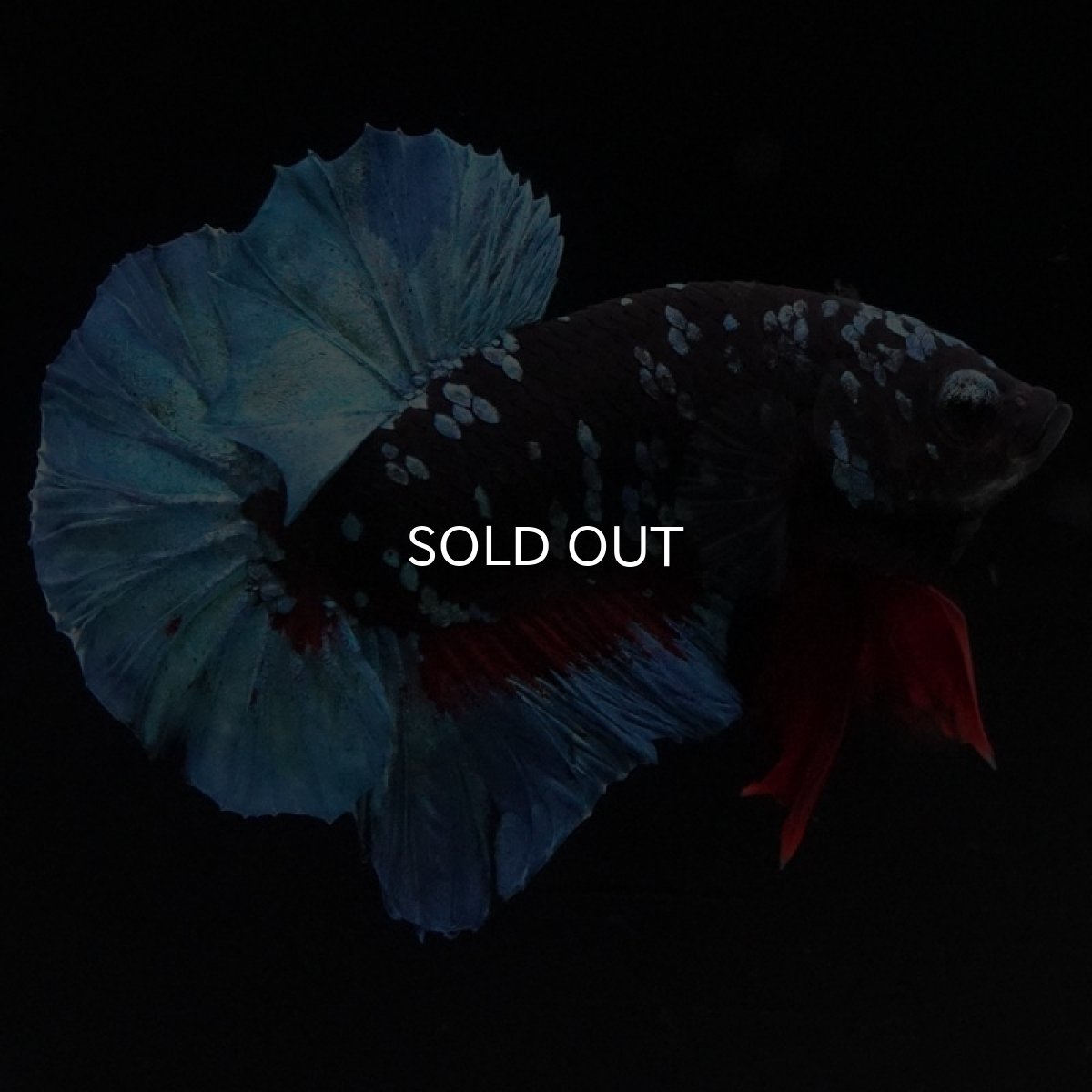 画像3: HMPK　ブラックスター (3)