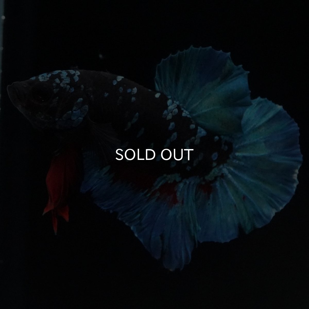 画像2: HMPK　ブラックスター (2)