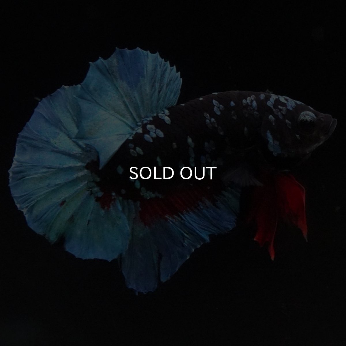 画像6: HMPK　ブラックスター (6)